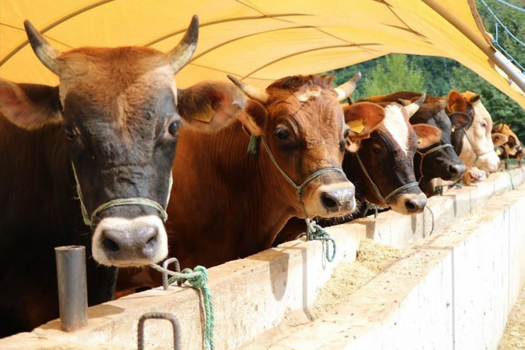 Kurbanlık Fiyatları Belli Oldu: İşte Hisse Bedelleri