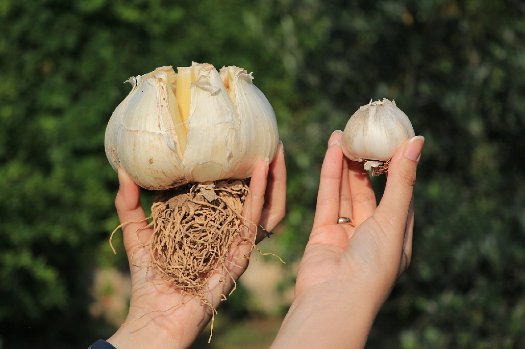 Bu Sarımsağı Gören Bir Daha Bakıyor  Normallere Göre 3-4 Kat Büyük