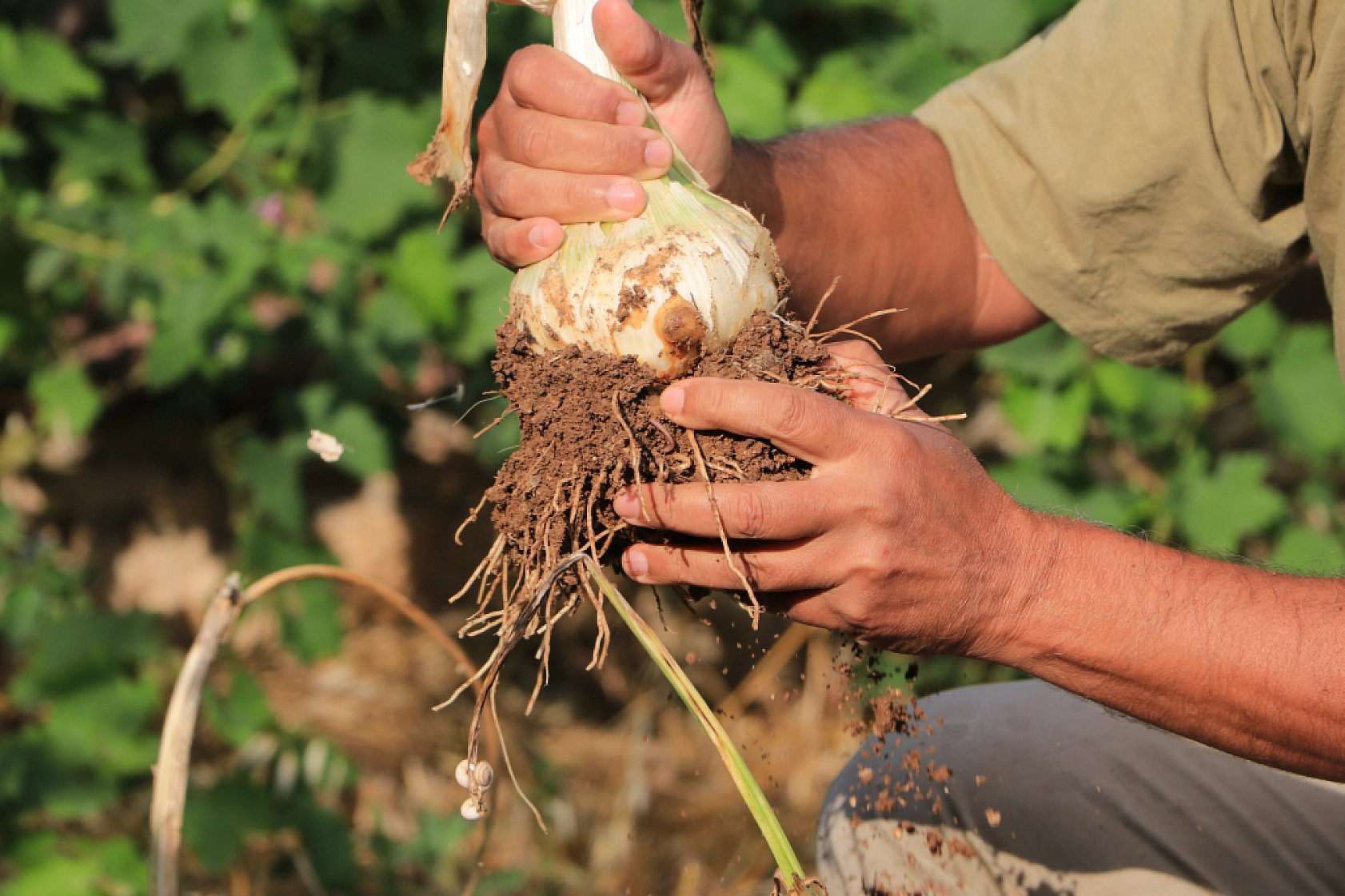 Bu Sarımsağı Gören Bir Daha Bakıyor  Normallere Göre 3-4 Kat Büyük