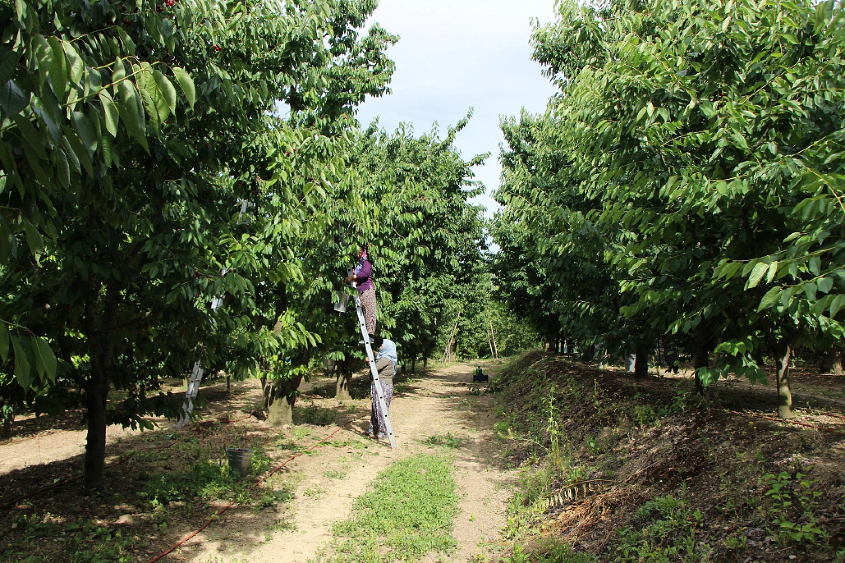 Elazığ'da İş Arayanlar Dikkat! Hemen Yanı Başımızda Günlük 2 Bin TL'ye İşçi Bulunamıyor