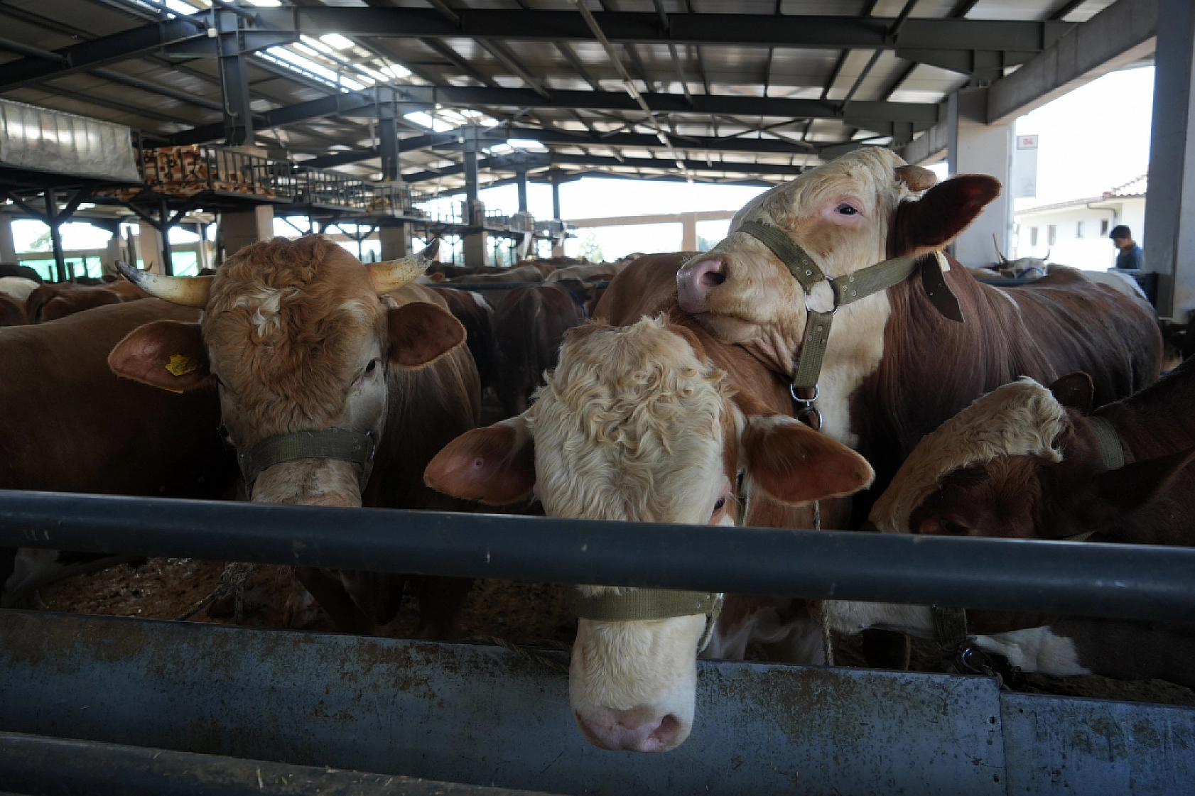 Kurbanlık Satışları İstedikleri Gibi Olmayınca, İndirim Yaptılar
