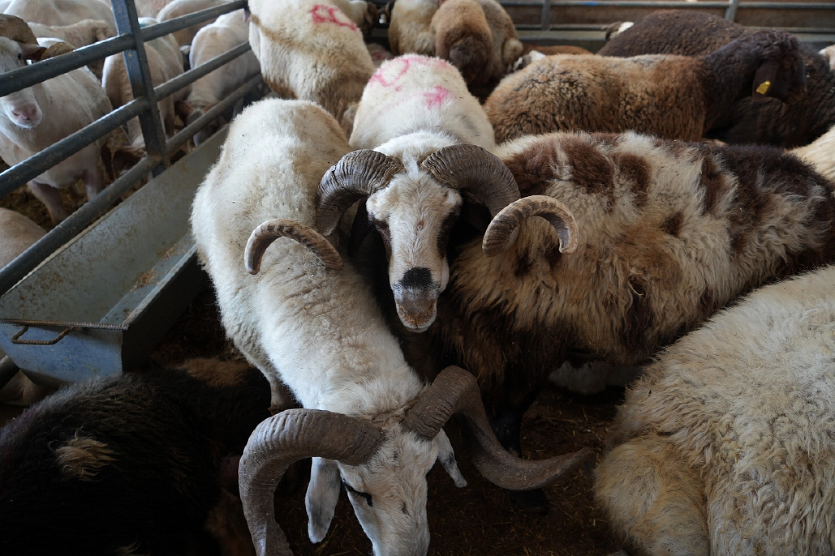 Kurbanlık Satışları İstedikleri Gibi Olmayınca, İndirim Yaptılar
