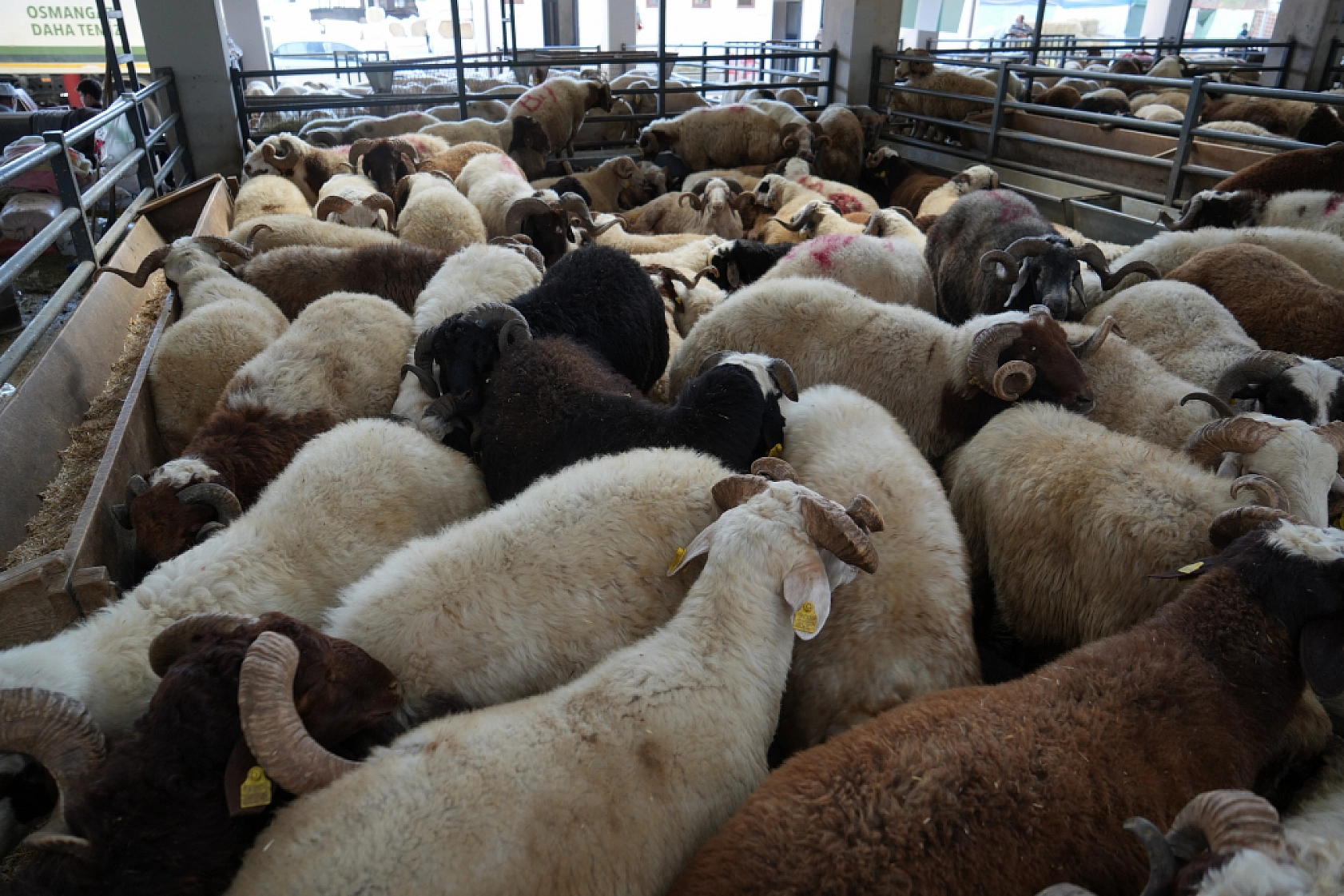 Kurbanlık Satışları İstedikleri Gibi Olmayınca, İndirim Yaptılar