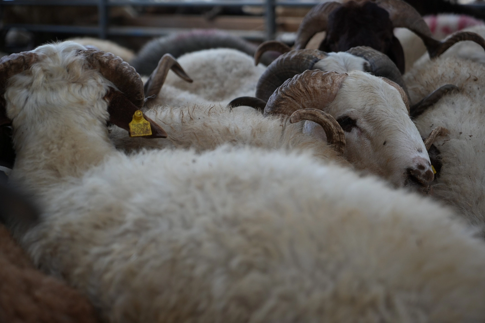 Kurbanlık Satışları İstedikleri Gibi Olmayınca, İndirim Yaptılar