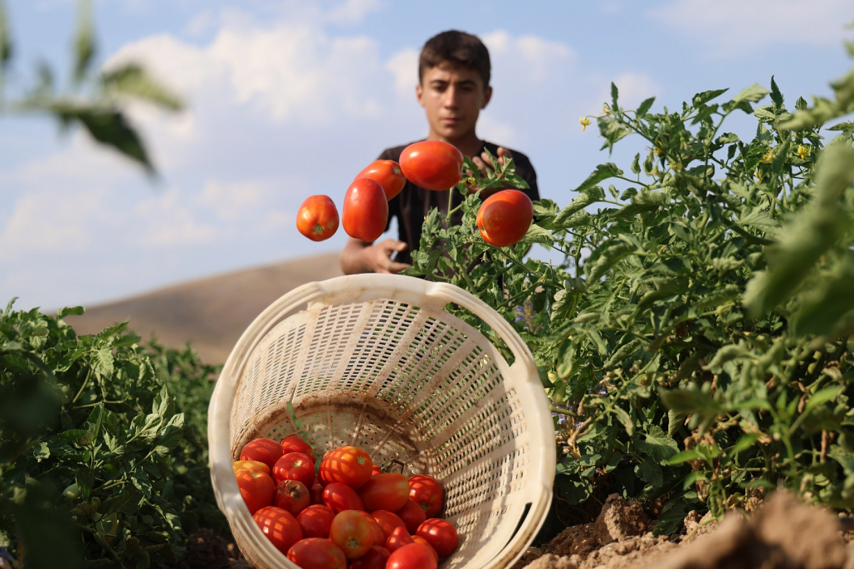 Elazığ'da 3 Bin Dönüme Domates Eken Üretici Vatandaşlara Seslendi: 'Gelin Tarladan 8 liraya Alın'