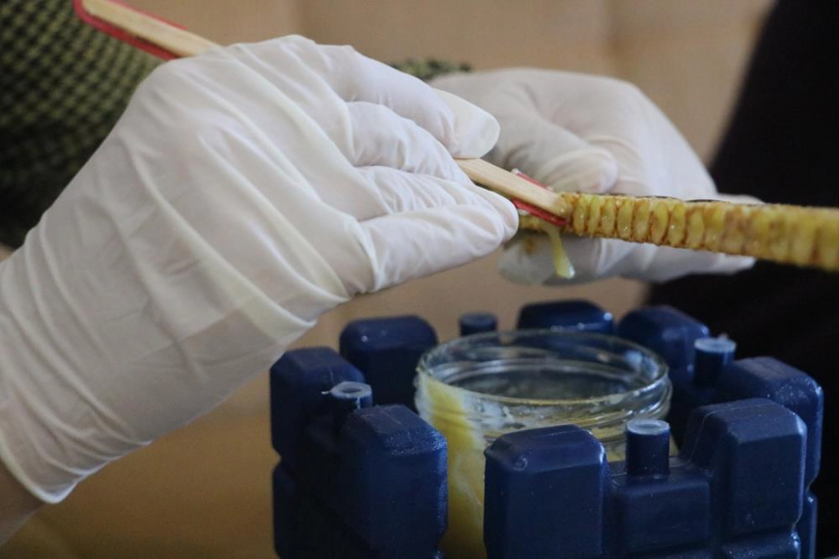 Her Derde Deva: 100 Gramı 2 Bin 500 Lira!