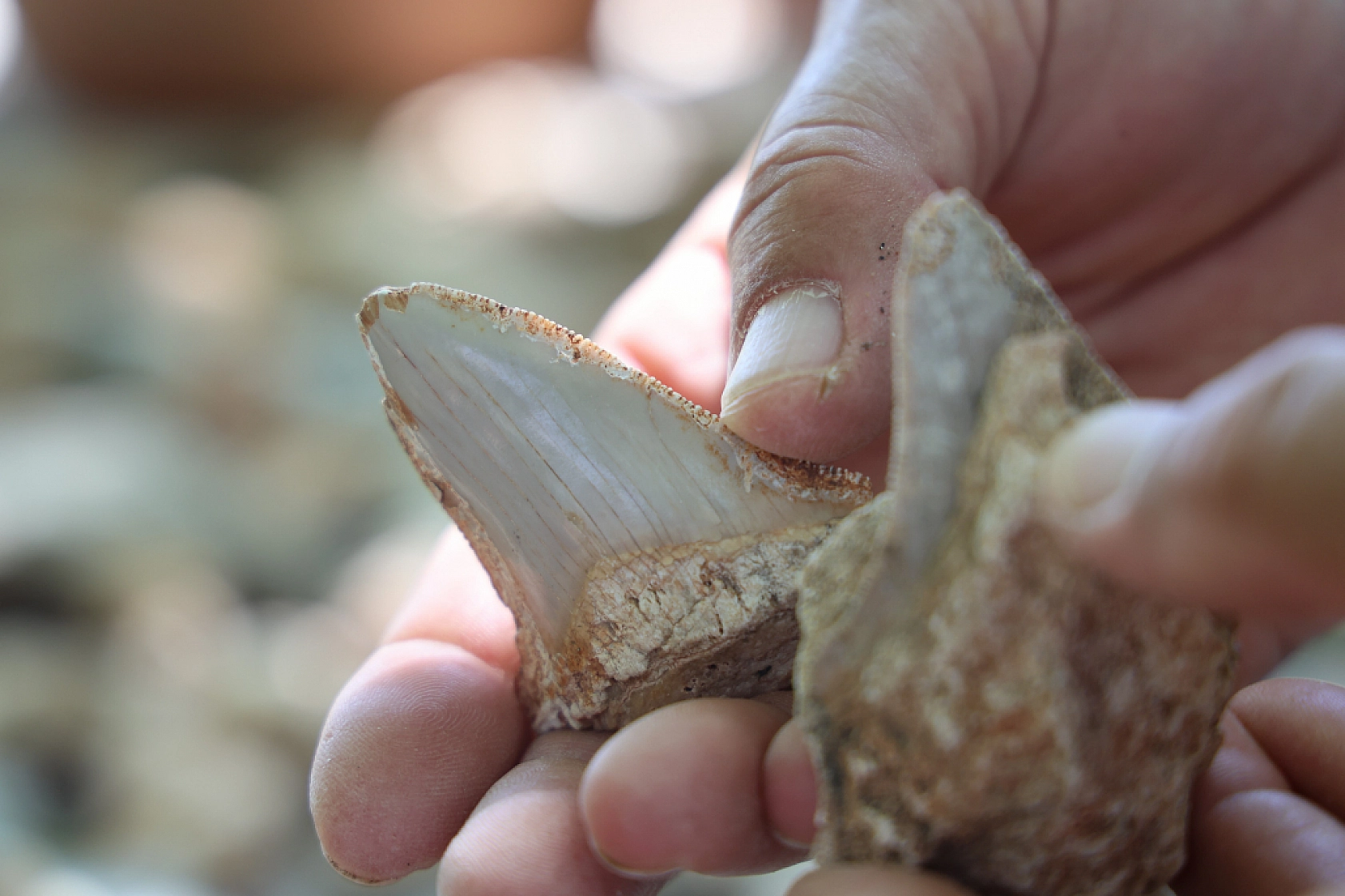 Okul Müdüründen Açık Hava Müzesi: 350 Milyon Yıllık Denizyıldızı Fosillerini Sergiliyor