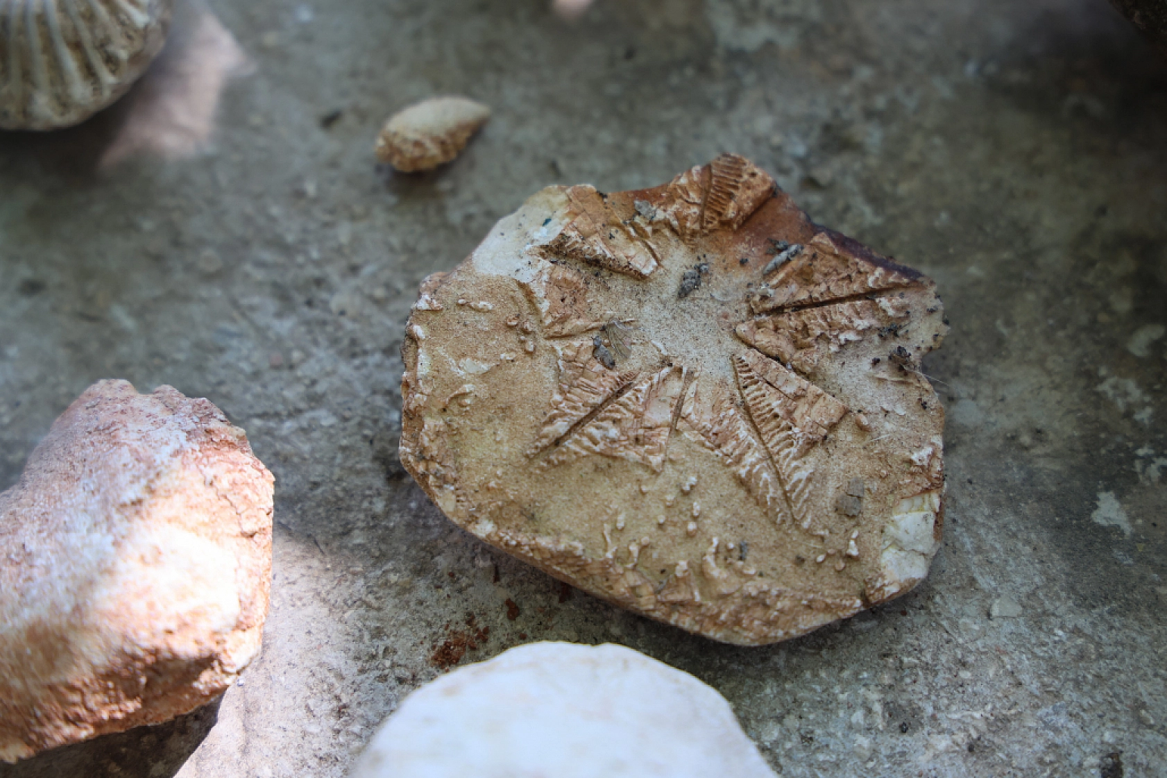 Okul Müdüründen Açık Hava Müzesi: 350 Milyon Yıllık Denizyıldızı Fosillerini Sergiliyor