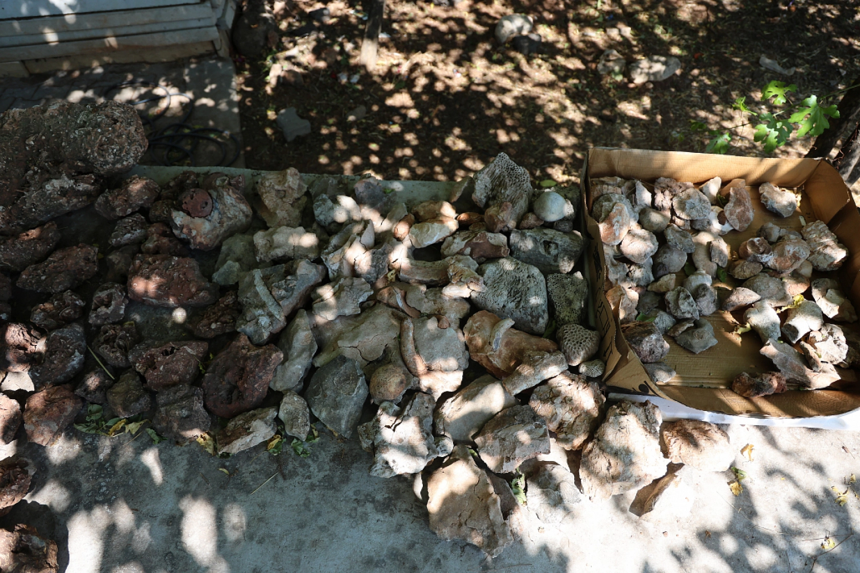 Okul Müdüründen Açık Hava Müzesi: 350 Milyon Yıllık Denizyıldızı Fosillerini Sergiliyor