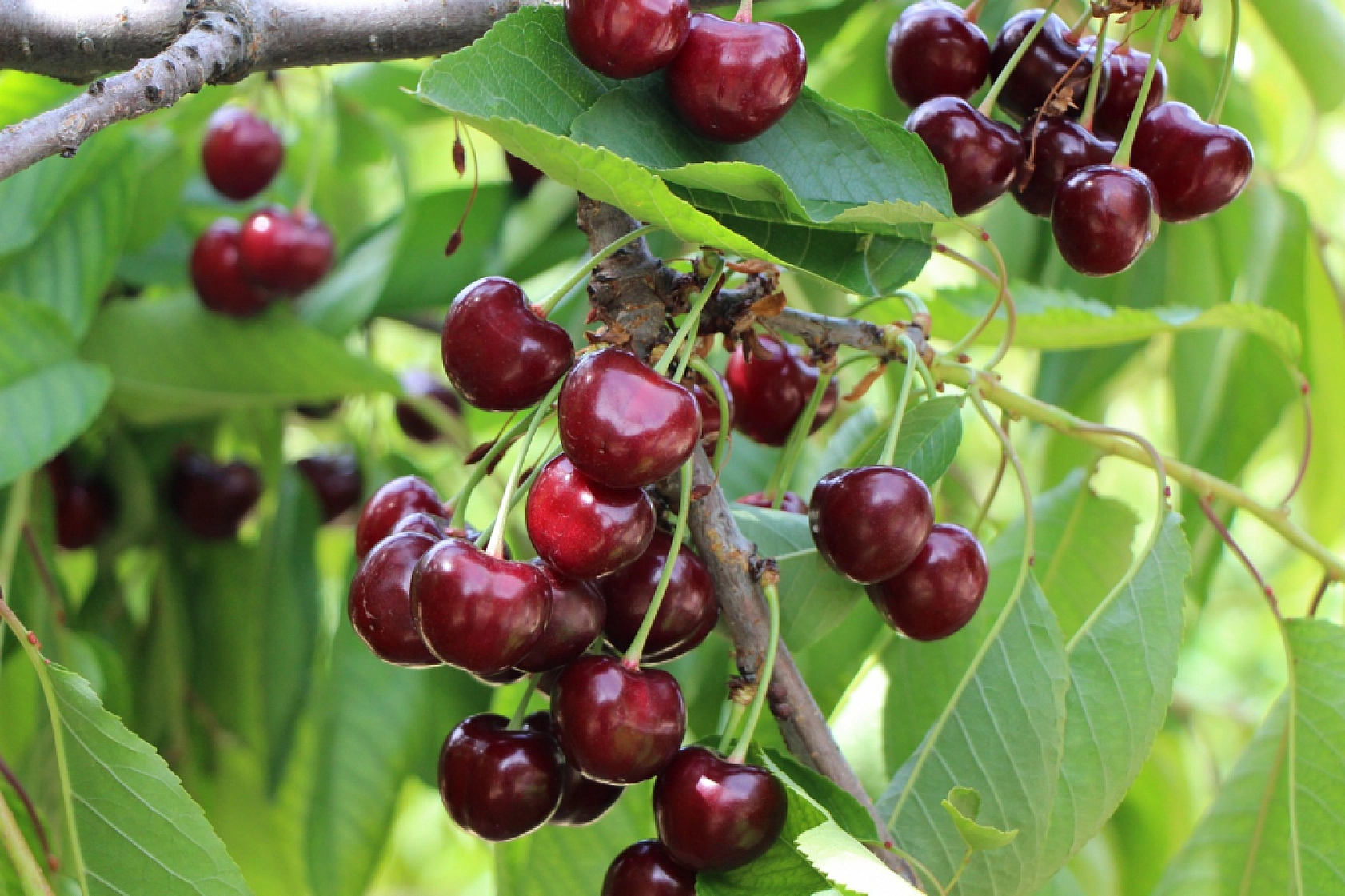 Elazığ'ın Gözdesi 75 Liradan Tezgahlardaki Yerini Aldı!