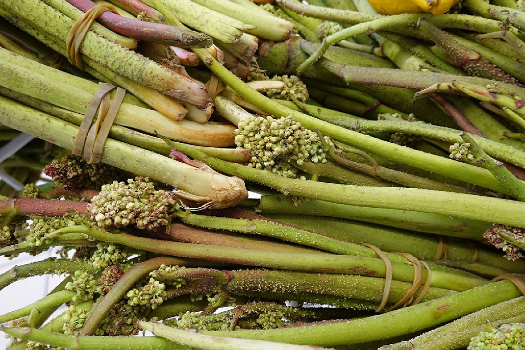 Elazığ'ın Yerli ve Milli Şifa Deposu Canan Karatay'ın da Gündeminde!