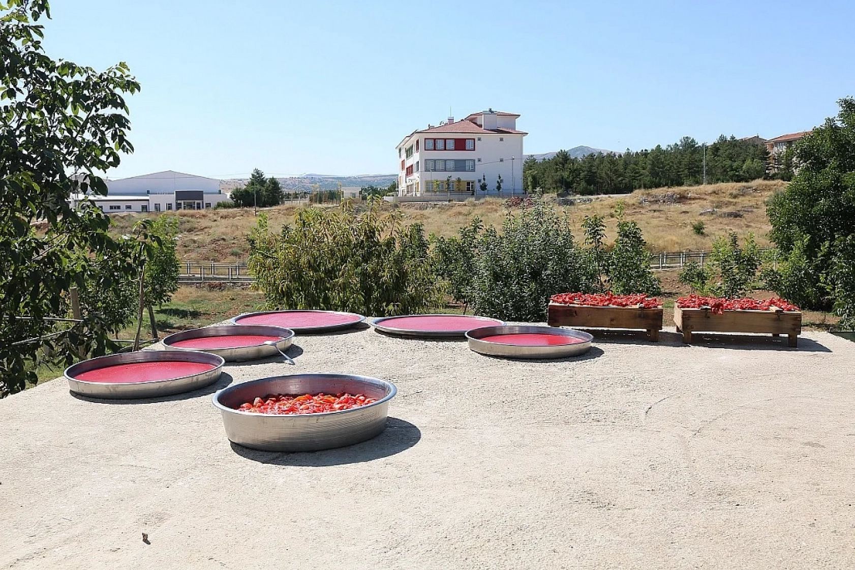 Elazığ'da Sezonu Bu Yıl Erken Başladı Fiyatı Cep Yakacak
