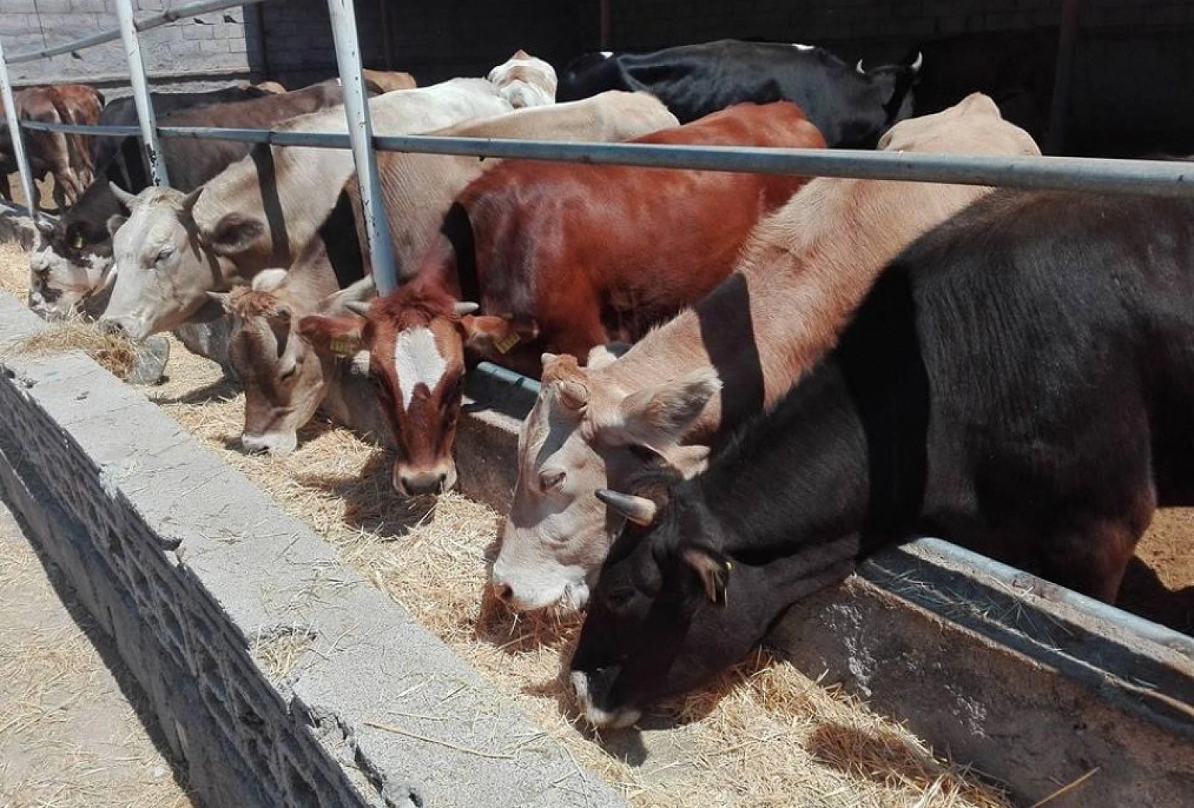 Kurbanlık Fiyatlarında Büyük Sürpriz: 2024 Hesapları Ortaya Çıktı!