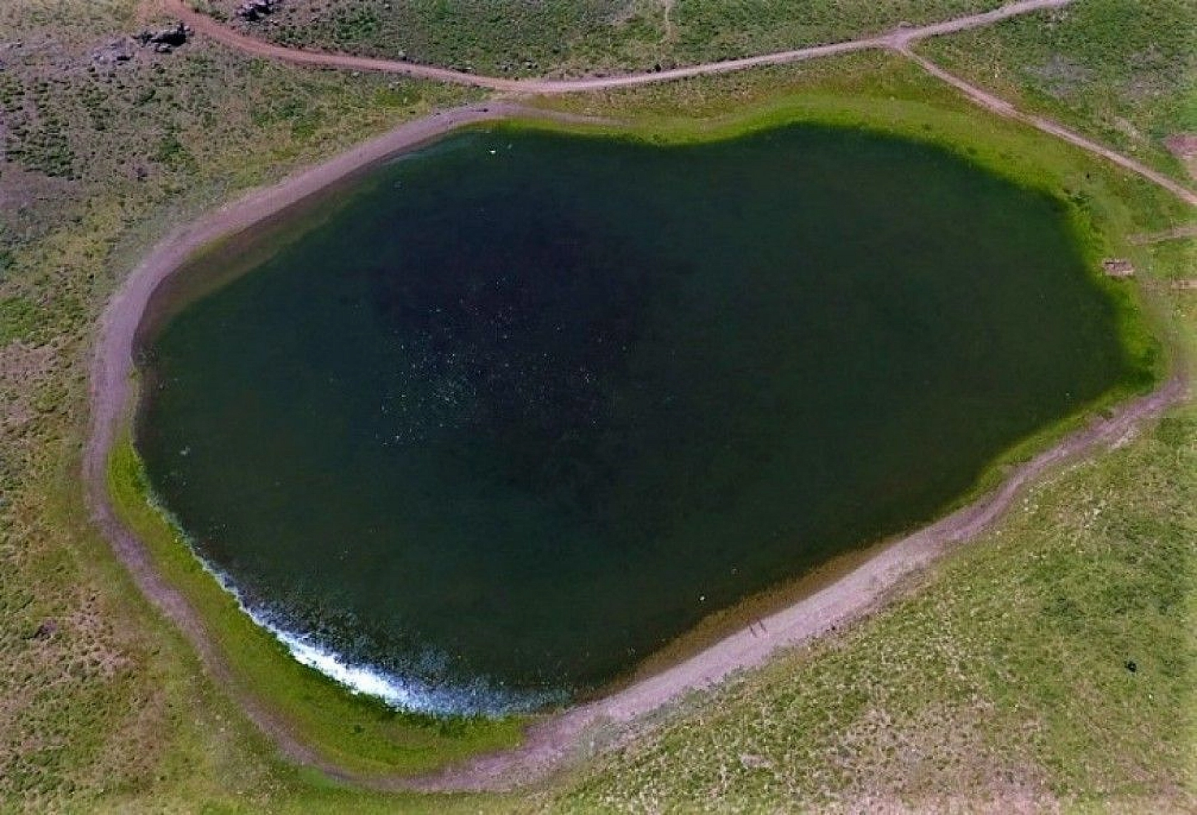 Elazığ'ın kalp gölü Bervi kurudu, hayvanlara otlak oldu