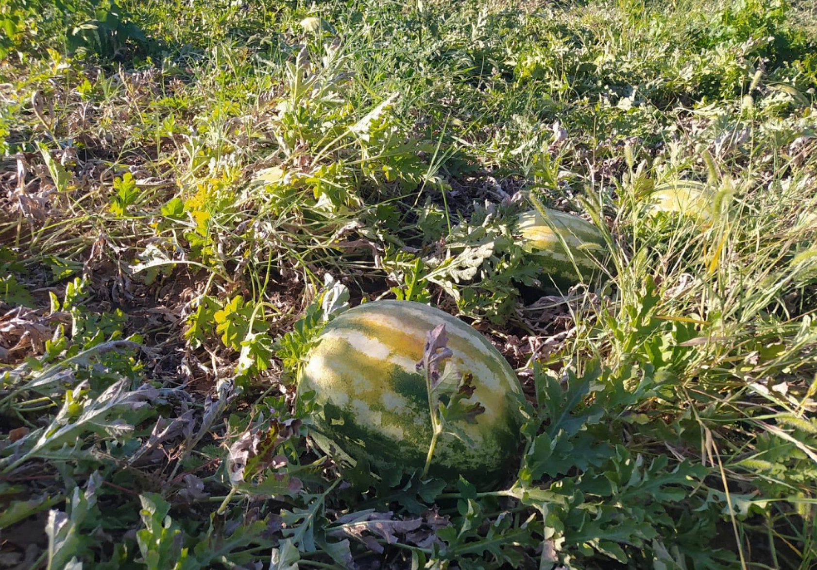 Elazığ'da Kilosu 2 Liraya Kadar Düştü: Tarlada Çürümeye Terk Ettiler!