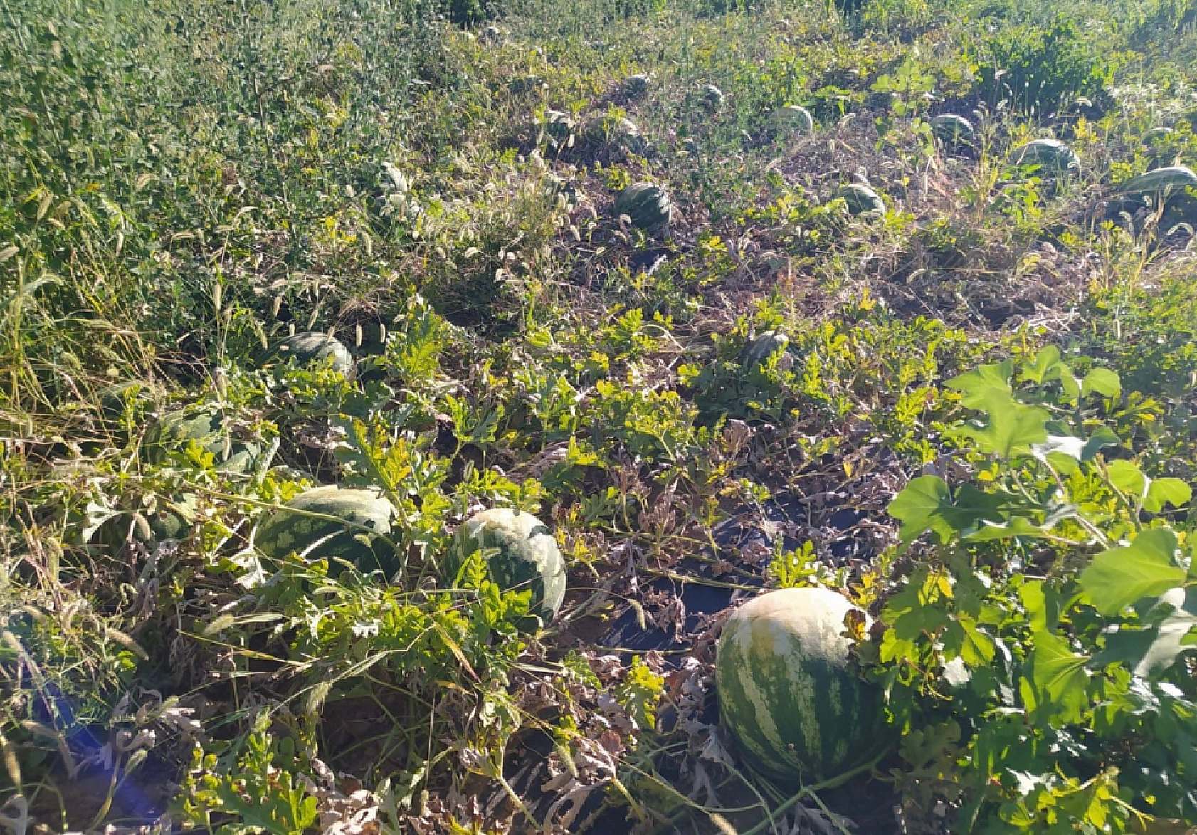 Elazığ'da Kilosu 2 Liraya Kadar Düştü: Tarlada Çürümeye Terk Ettiler!