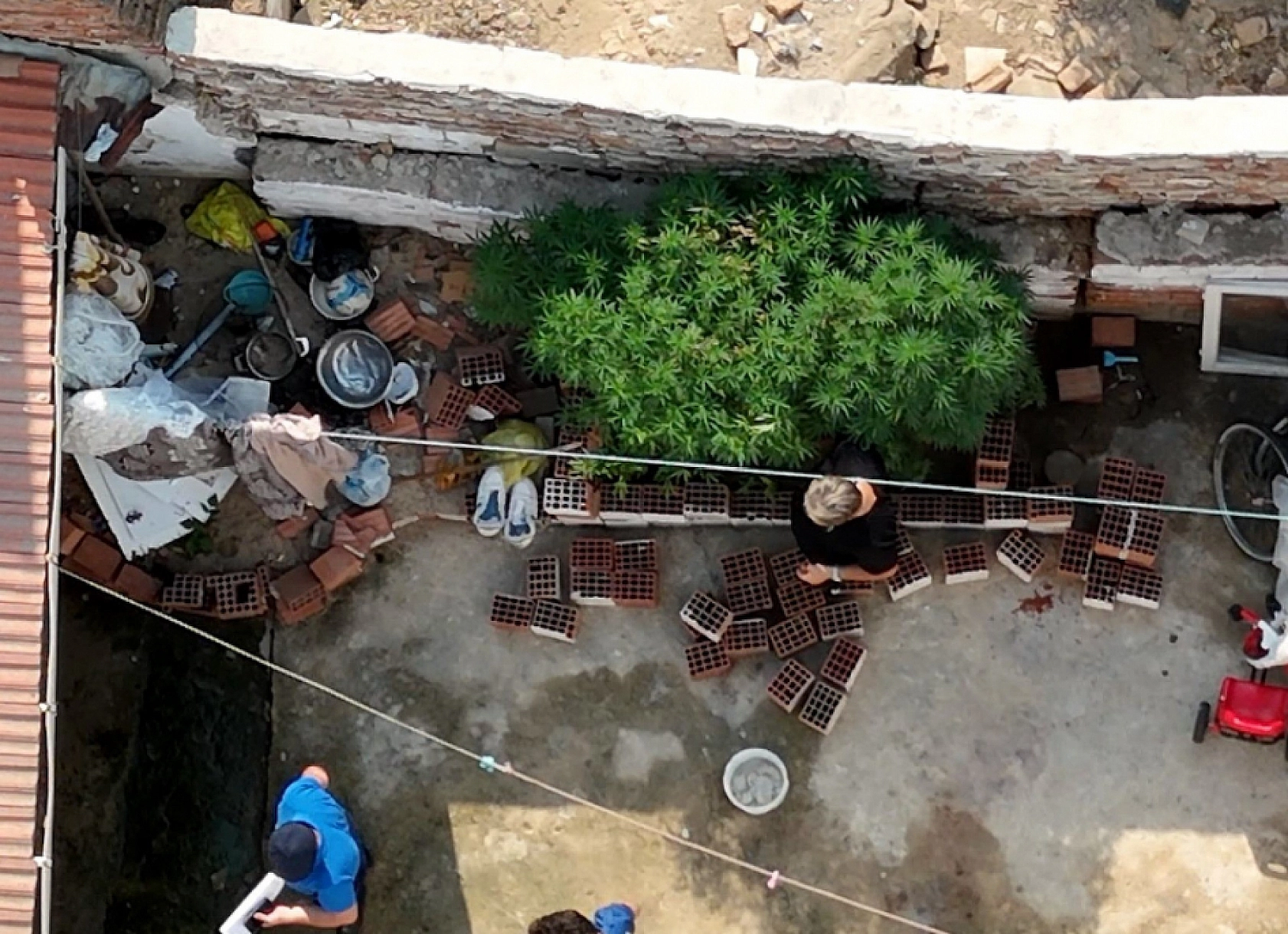 Bahçede Kenevir Yetiştirdi Savunması 'Pes' Dedirtti!