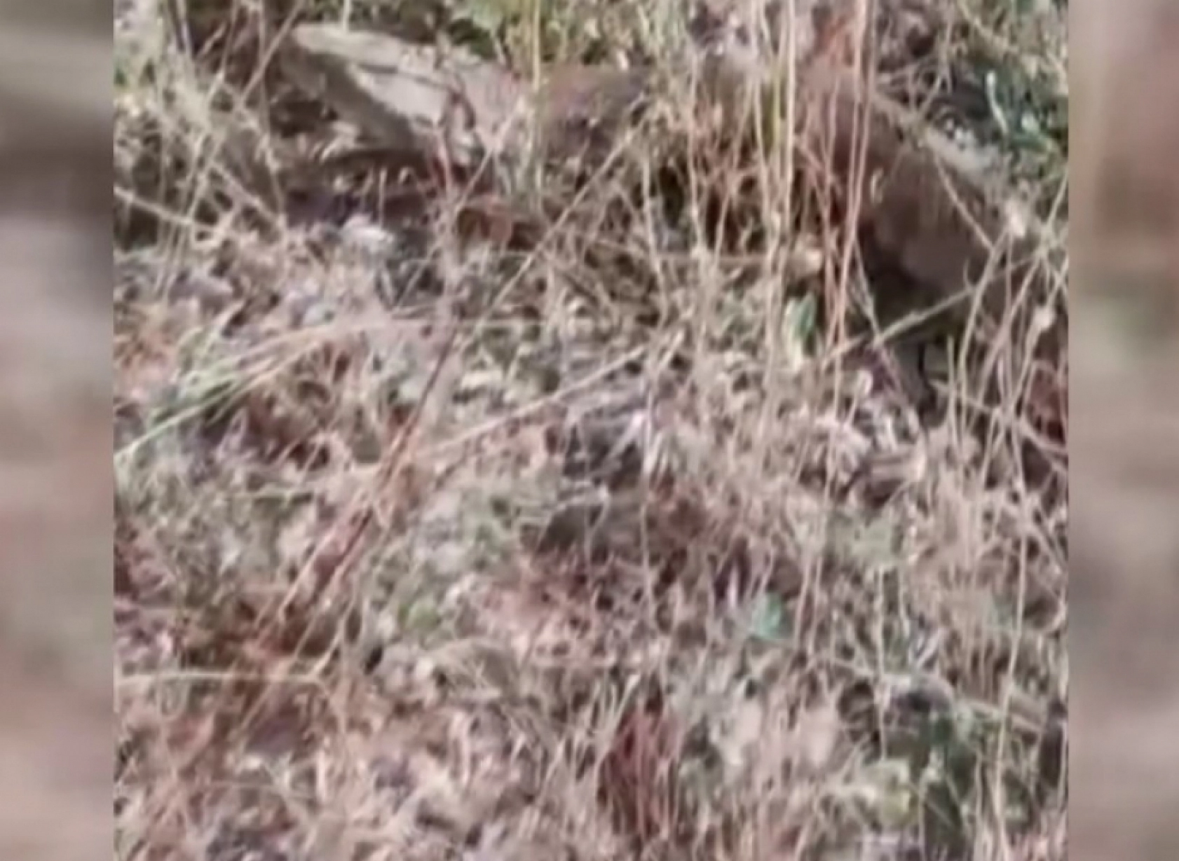 Elazığ'a çok yakın bir ilde göründü: 2 metrelik dev yılan görenleri hayrette bıraktı... Aman dikkat!
