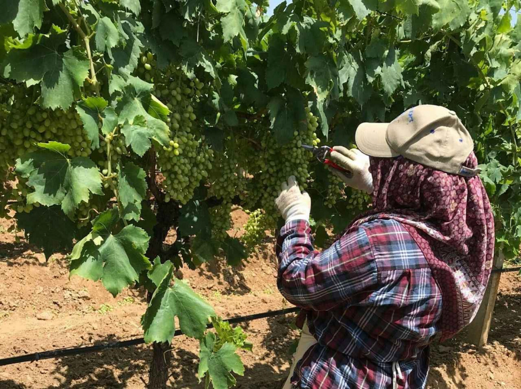 Elazığ'da Şimdi Tam Zamanı 60 Liradan Tezgahlarda Yerini Aldı
