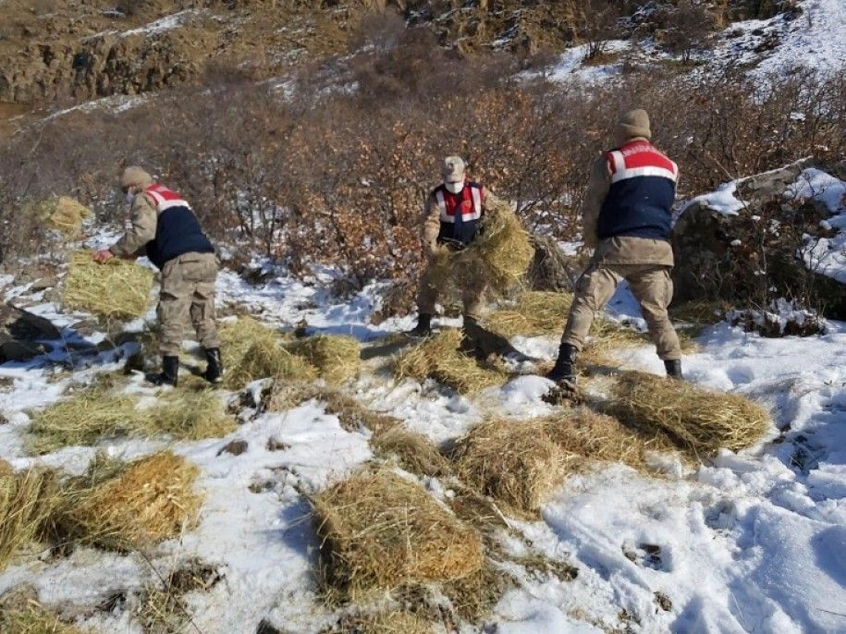 Doğaya bırakılan yemleri yiyen yaban keçileri ve kuşlar görüntülendi
