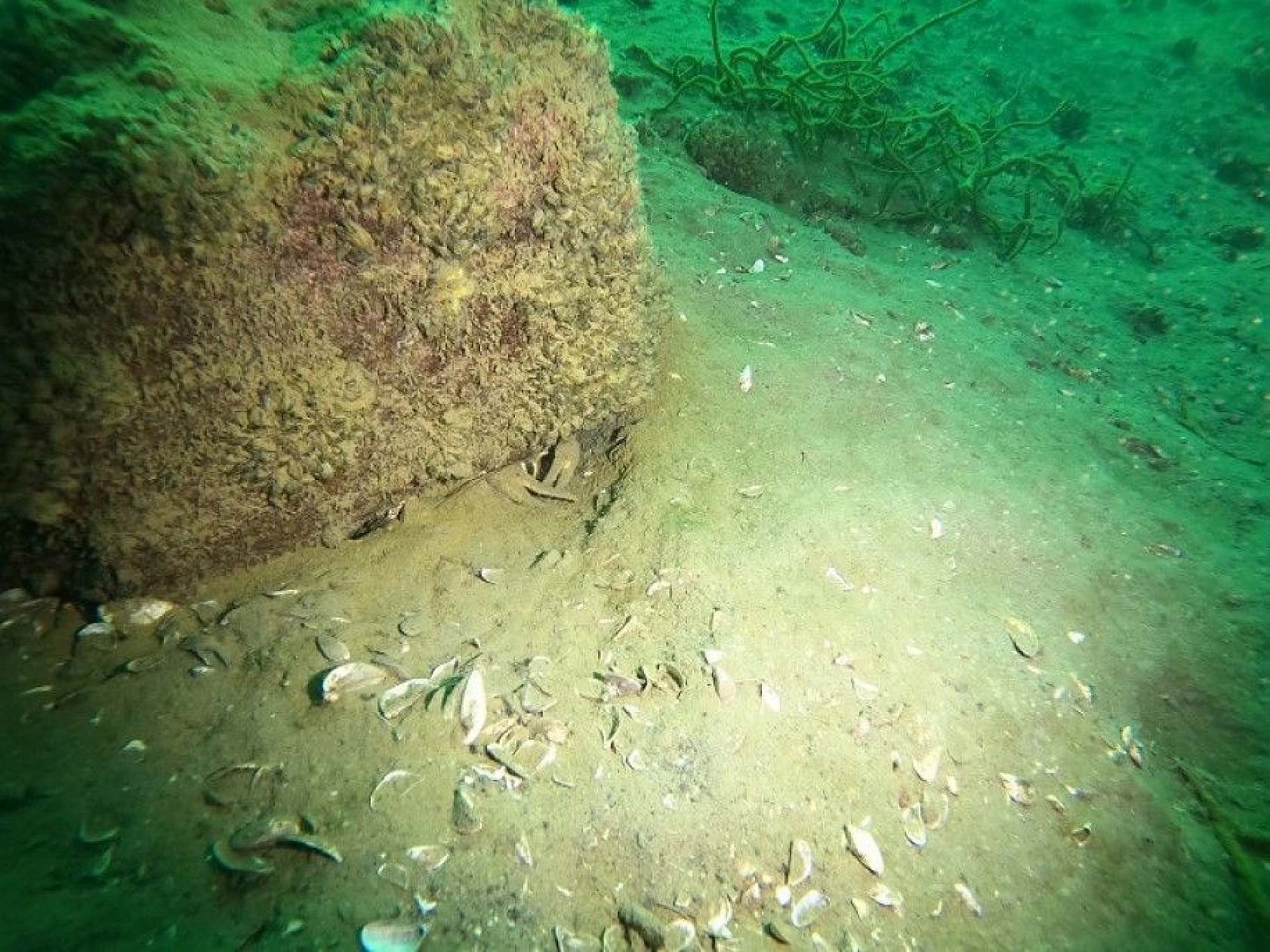 Yarımada konumundaki Elazığ, sualtı flora ve faunasıyla dikkat çekiyor