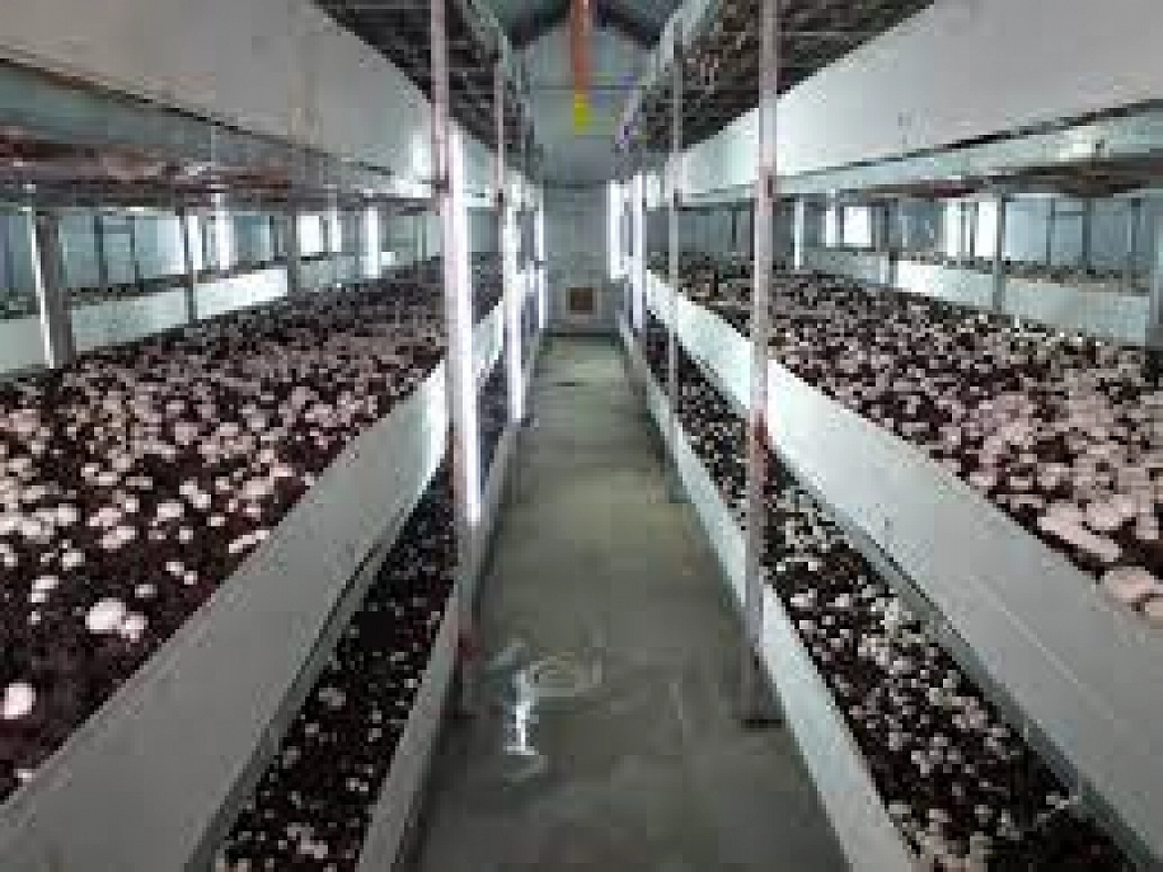 Elazığlılar Dikkat Bu İşi Yapan Paraya Para Demiyor!