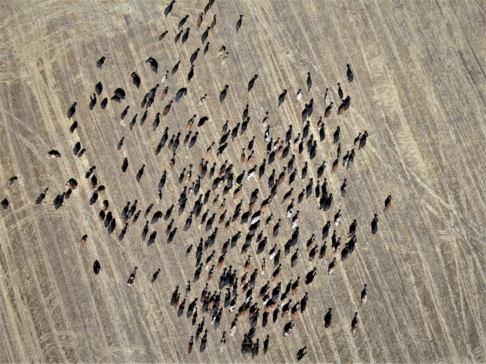 Eyyam-ı Bahur Türkiye'yi Afrika'ya Çevirdi, Komşu İlimizde Müthiş Kareler Ortaya Çıktı