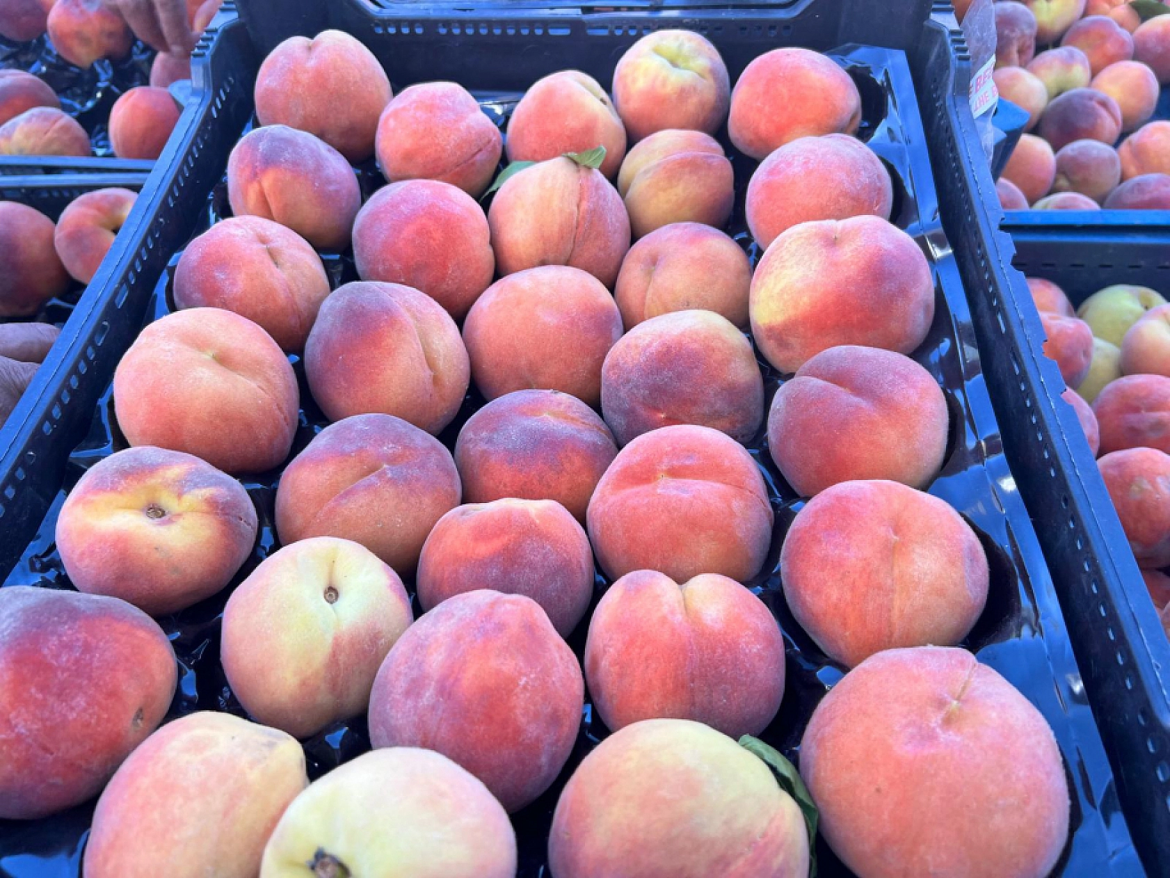 Elazığ'da Poşetini Kapan Oraya Koştu! Kilosu 25 Liraya Düştü!