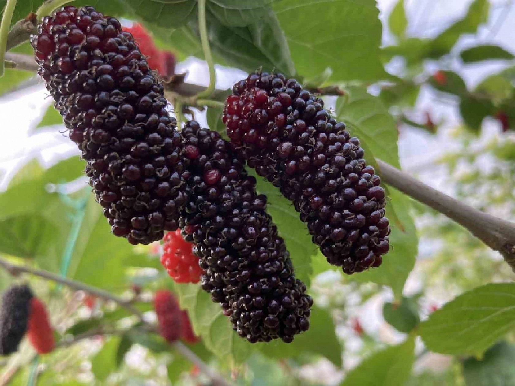 Elazığ'da Poşetini Alan Koşuyor, Kapış Kapış Satılıyor, Akşama Kalmıyor!
