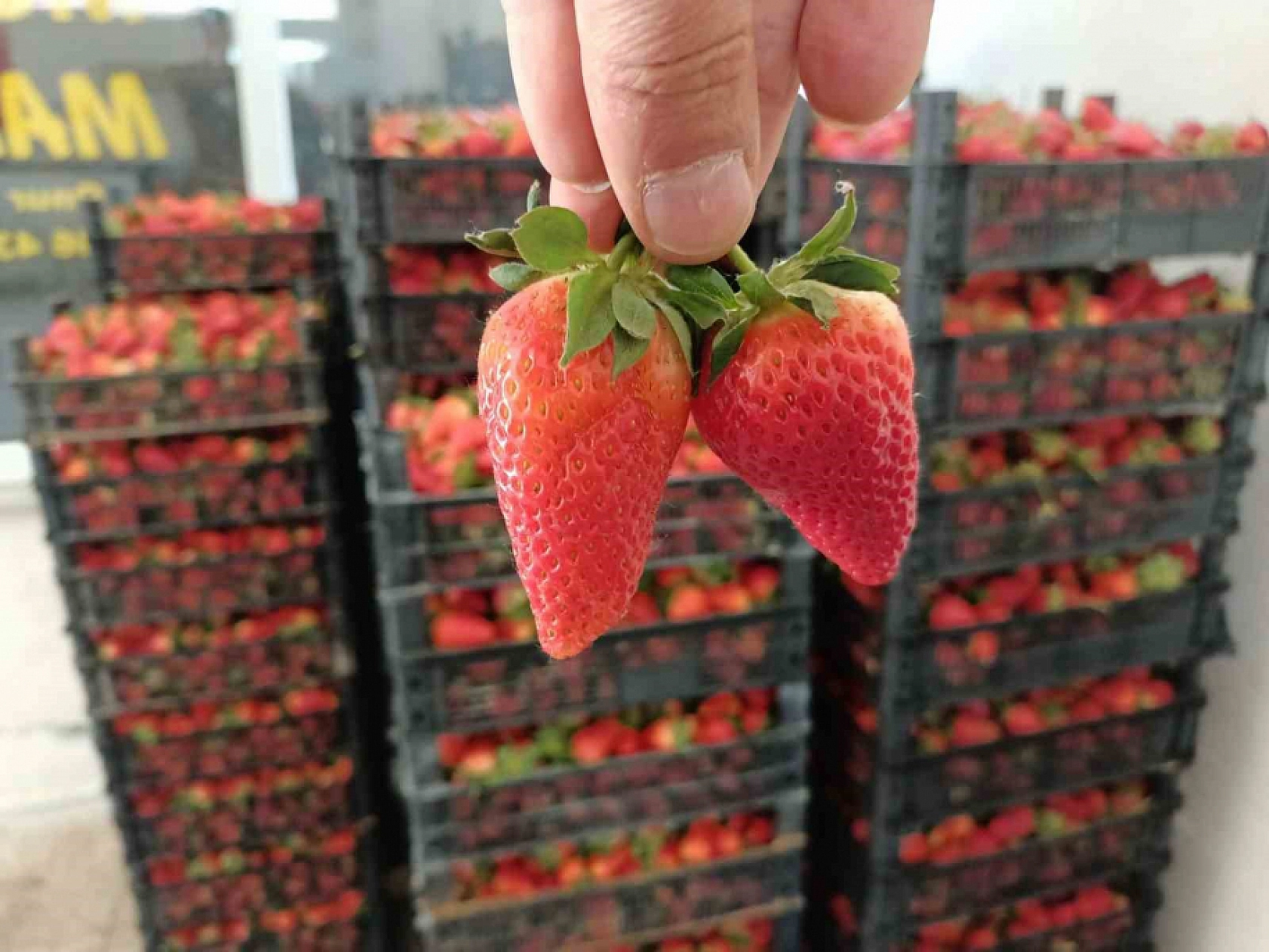 Elazığ'da Arabasına Binen Oraya Gidiyor: Yetişen Alır Kısa Zaman Sonra Bitecek