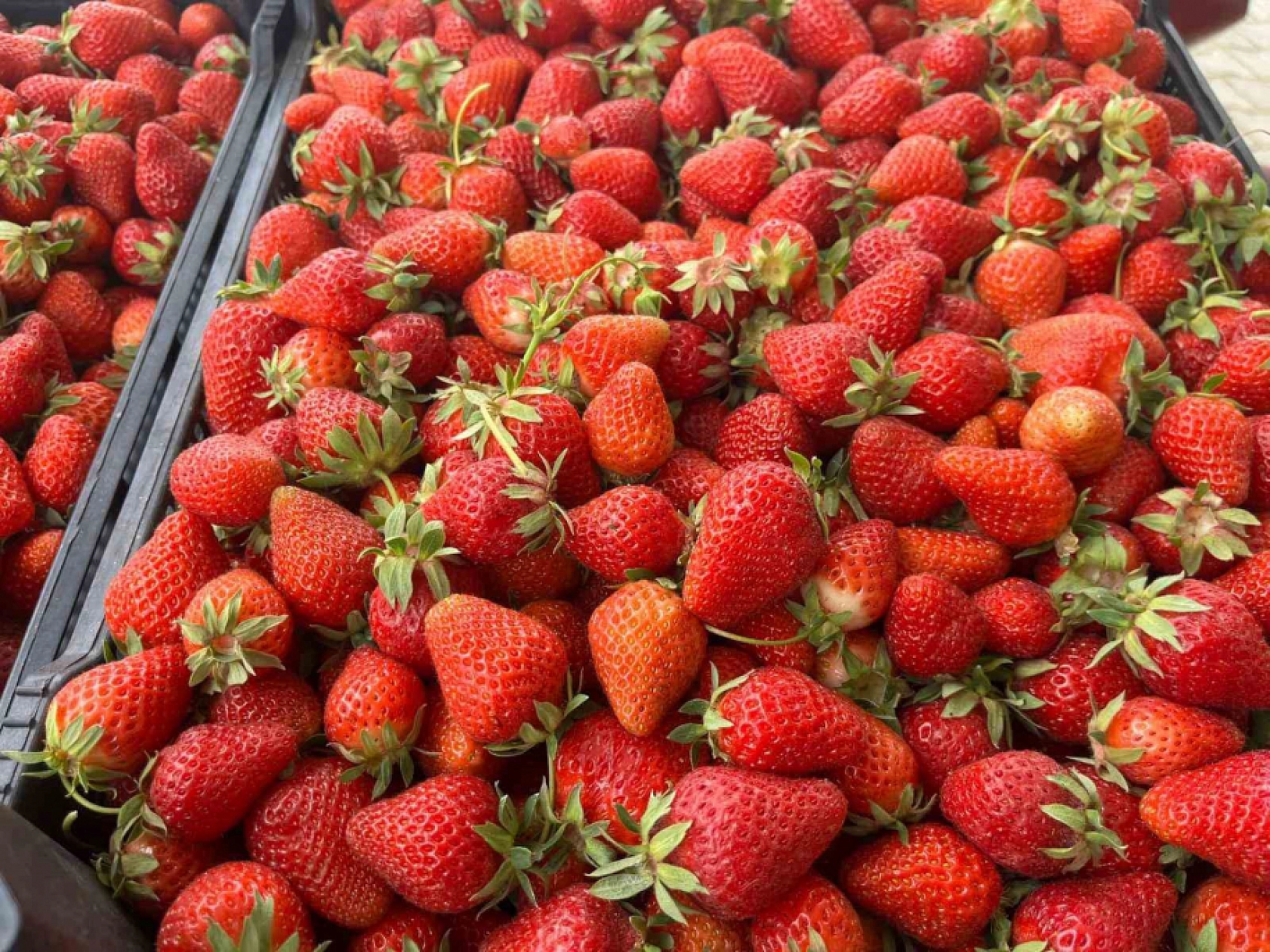 Elazığ'da Arabasına Binen Oraya Gidiyor: Yetişen Alır Kısa Zaman Sonra Bitecek