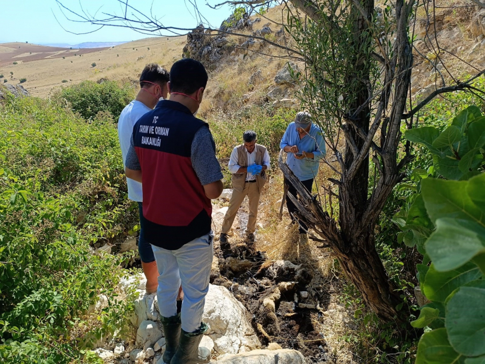 Komşu İlde İlginç Olay! Biri Uçurumdan Atlayınca Diğerleri Peşinden Koştu: 43 Koyun Telef Oldu