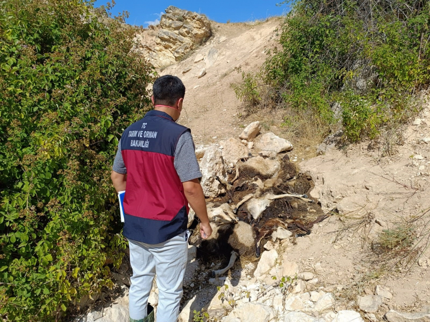 Komşu İlde İlginç Olay! Biri Uçurumdan Atlayınca Diğerleri Peşinden Koştu: 43 Koyun Telef Oldu