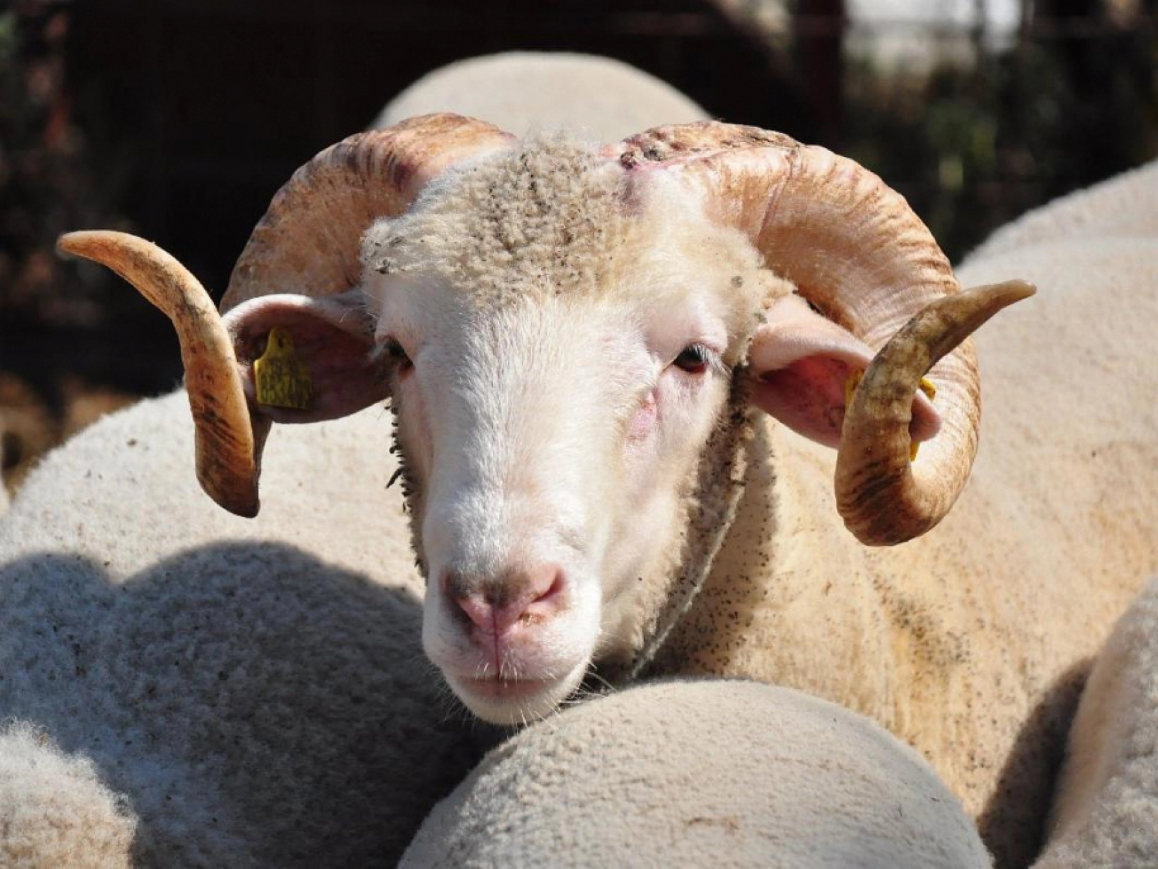 Kurbanlık Fiyatları Belli Oldu: İşte Hisse Bedelleri