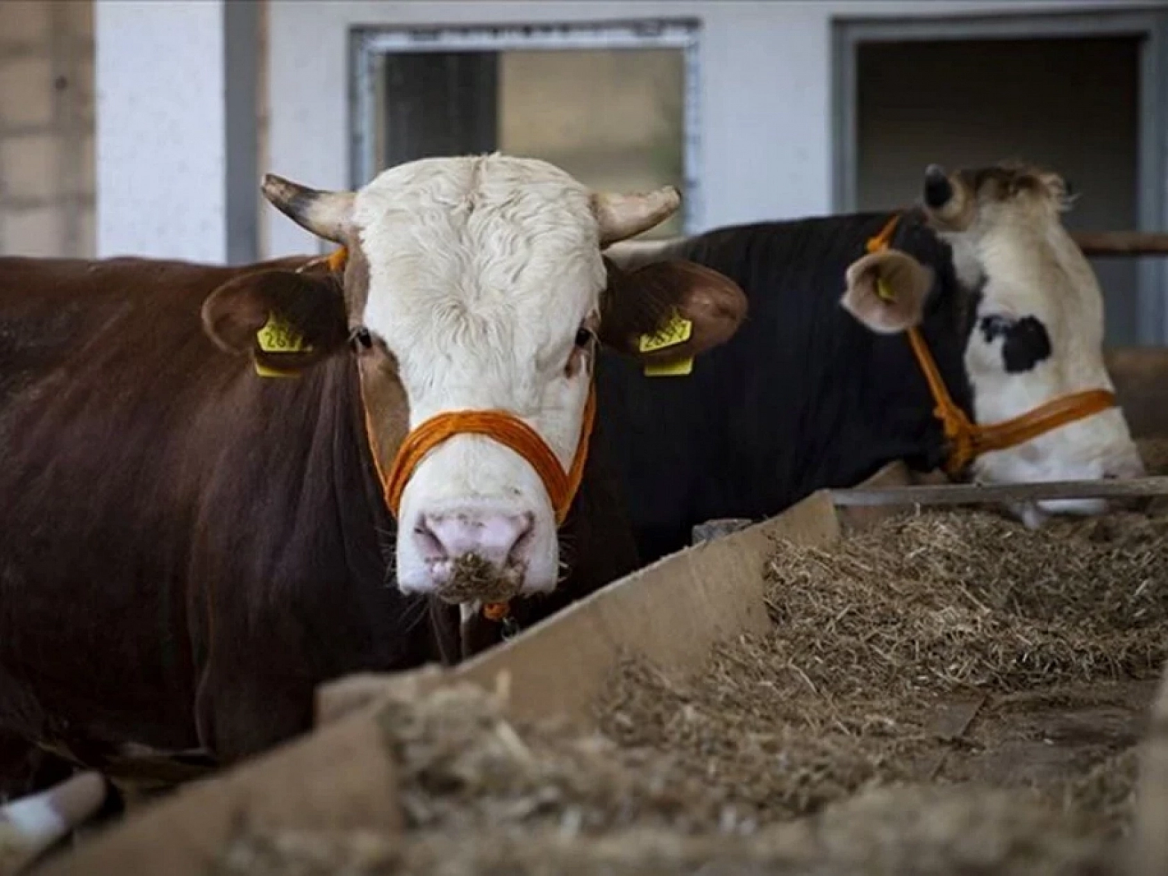 Kurbanlık Fiyatlarında Büyük Sürpriz: 2024 Hesapları Ortaya Çıktı!