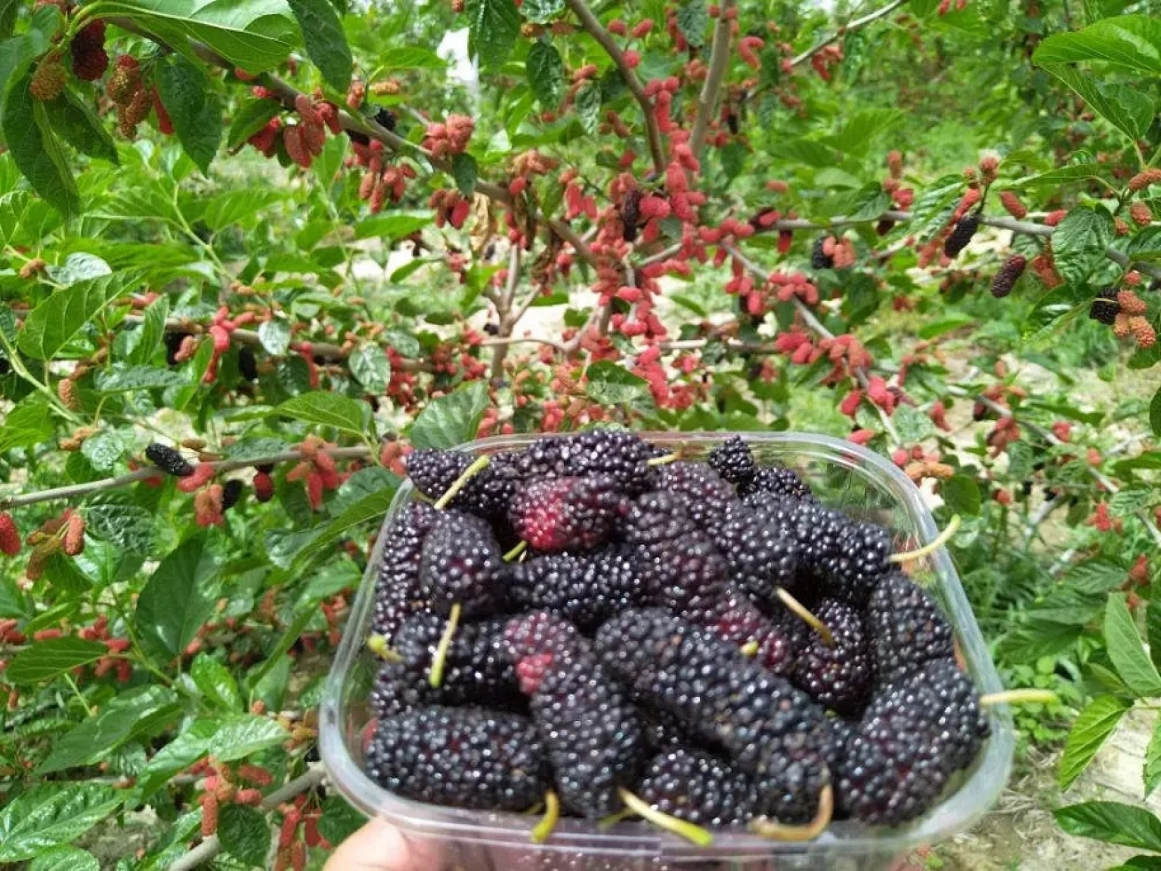 Elazığ'da Poşetini Alan Koşuyor, Kapış Kapış Satılıyor, Akşama Kalmıyor!
