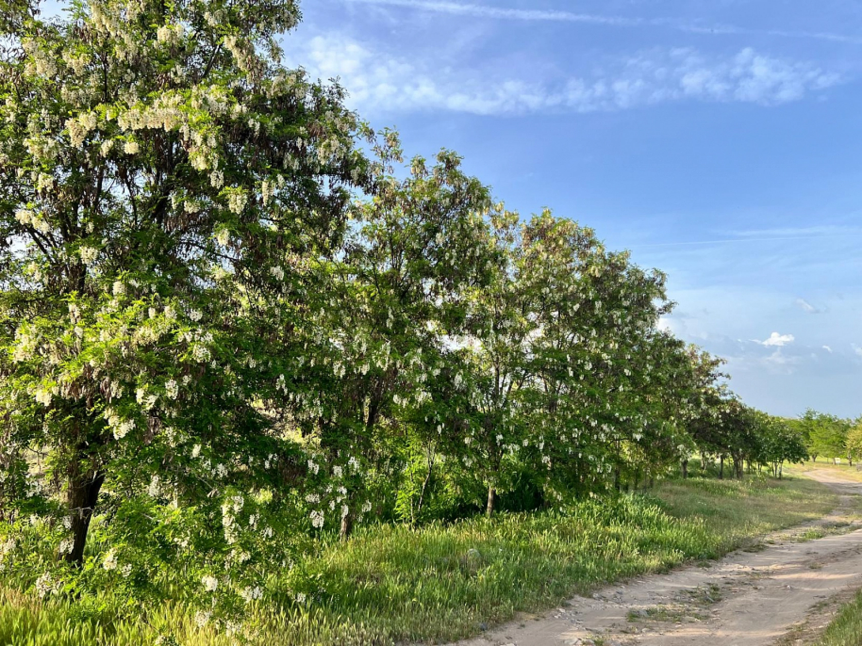 Elazığ'da Yazın Müjdecisi Görsel Şölen Oluşturdu