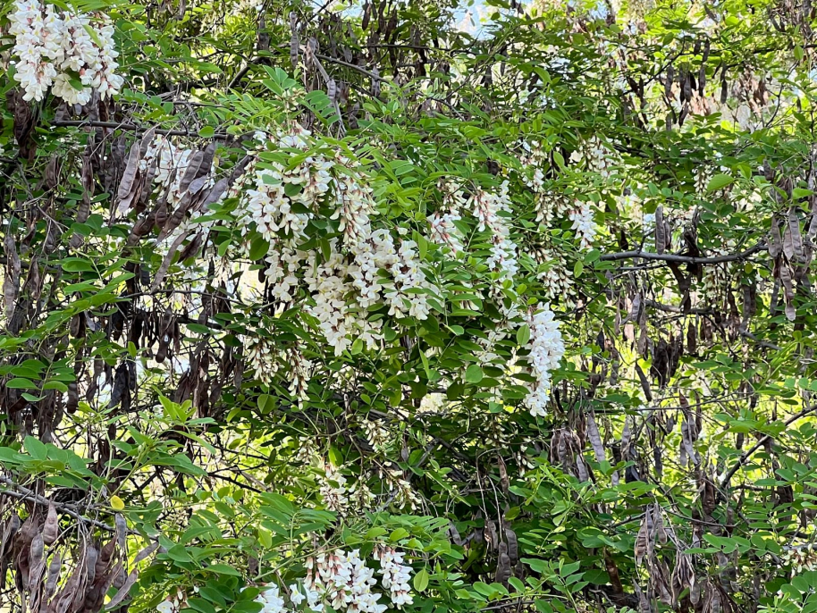 Elazığ'da Yazın Müjdecisi Görsel Şölen Oluşturdu