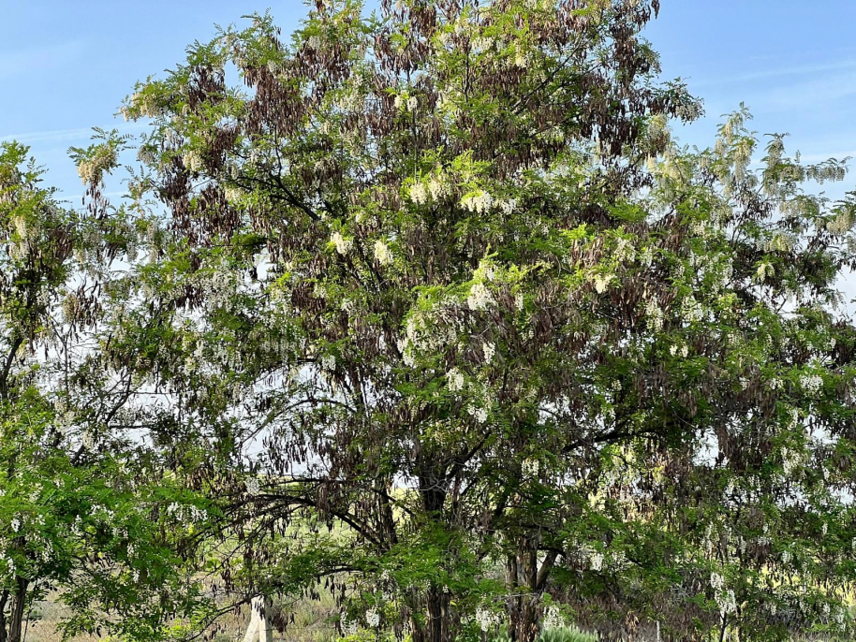 Elazığ'da Yazın Müjdecisi Görsel Şölen Oluşturdu
