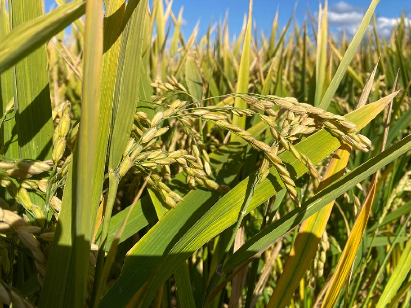 Sadece Palu'da 5 Ay Sürecek Emeğin Yolcuğu Başladı