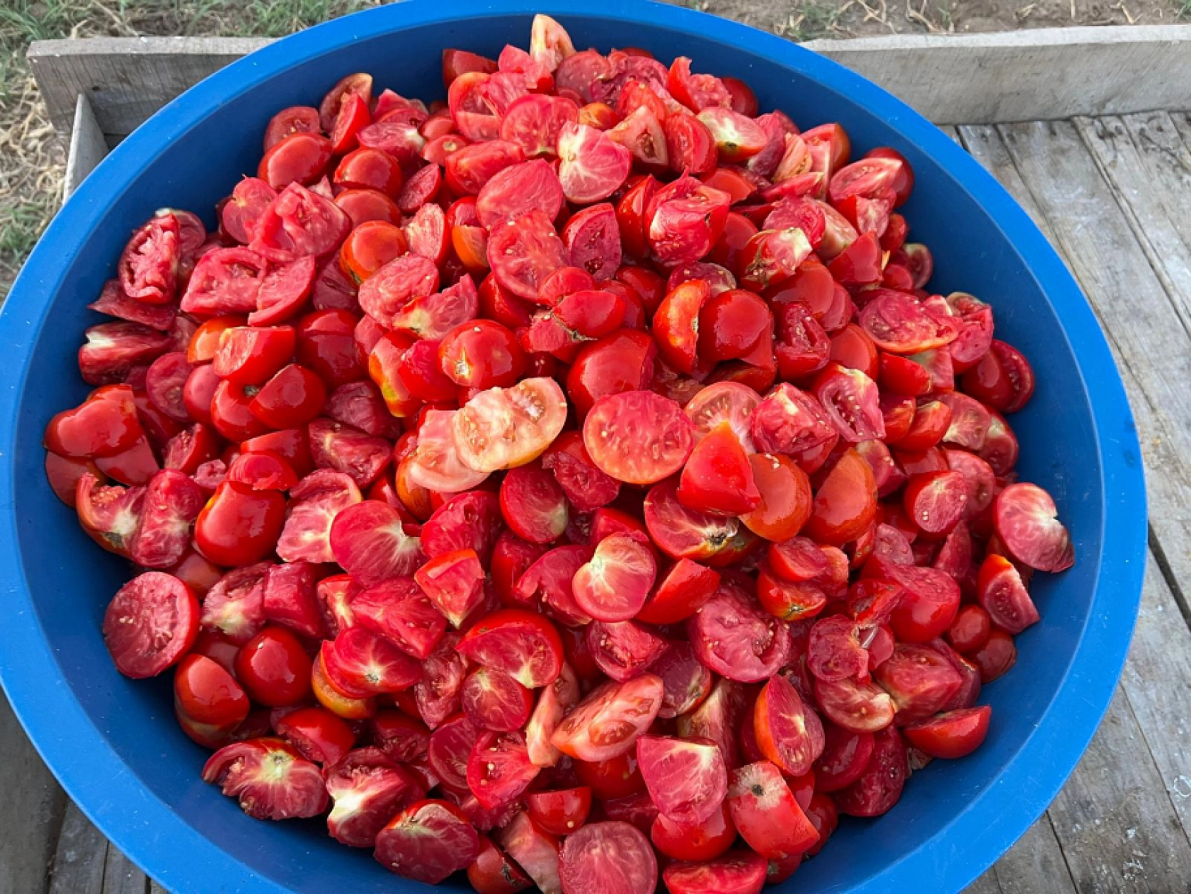 Elazığ'da Sezonu Bu Yıl Erken Başladı Fiyatı Cep Yakacak