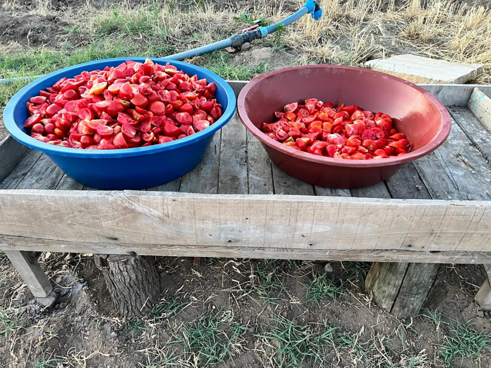 Elazığ'da Sezonu Bu Yıl Erken Başladı Fiyatı Cep Yakacak