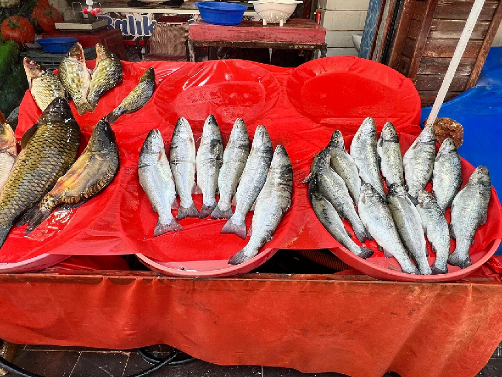 Elazığ'da Balığın Tadı Tuzu Yok