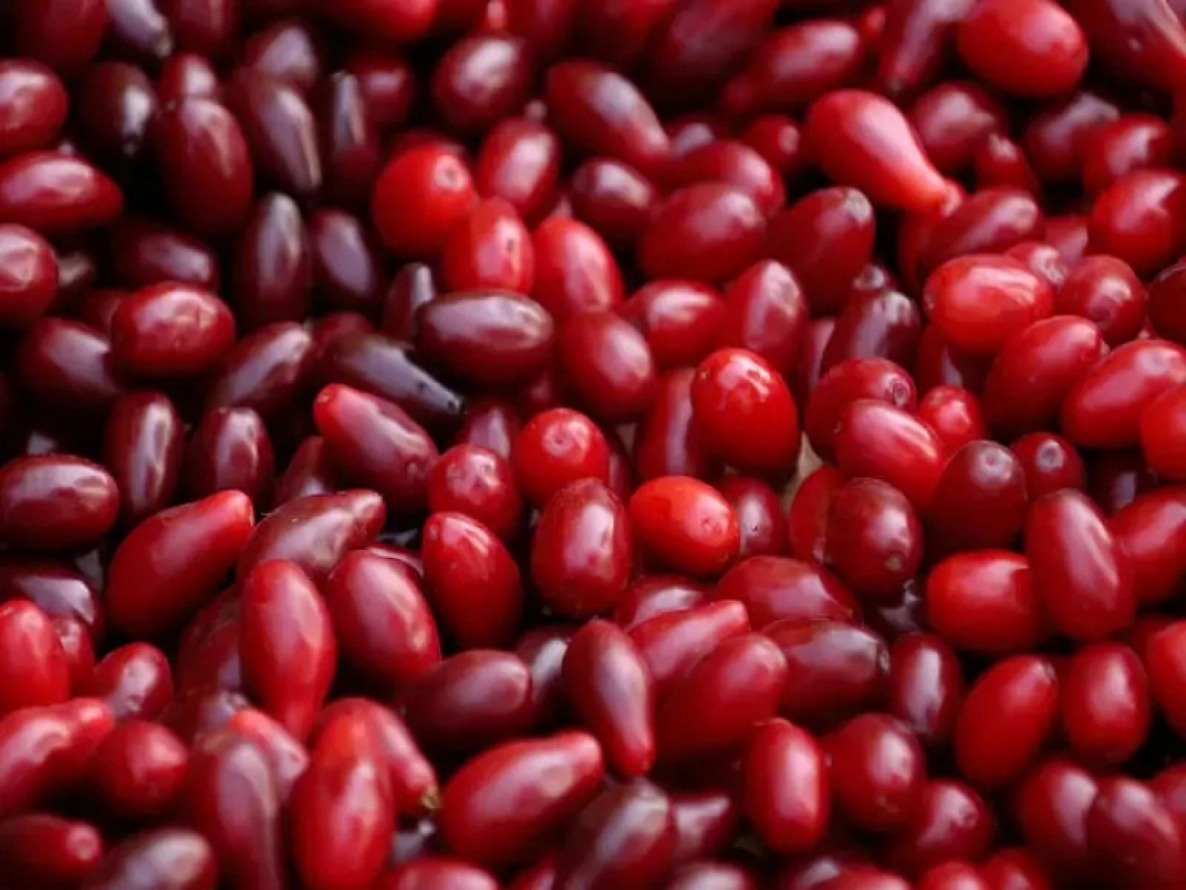 Elazığ'da Kilosu 70 Liradan Satılıyor İçinde Bütün Vitaminleri Bulunduruyor