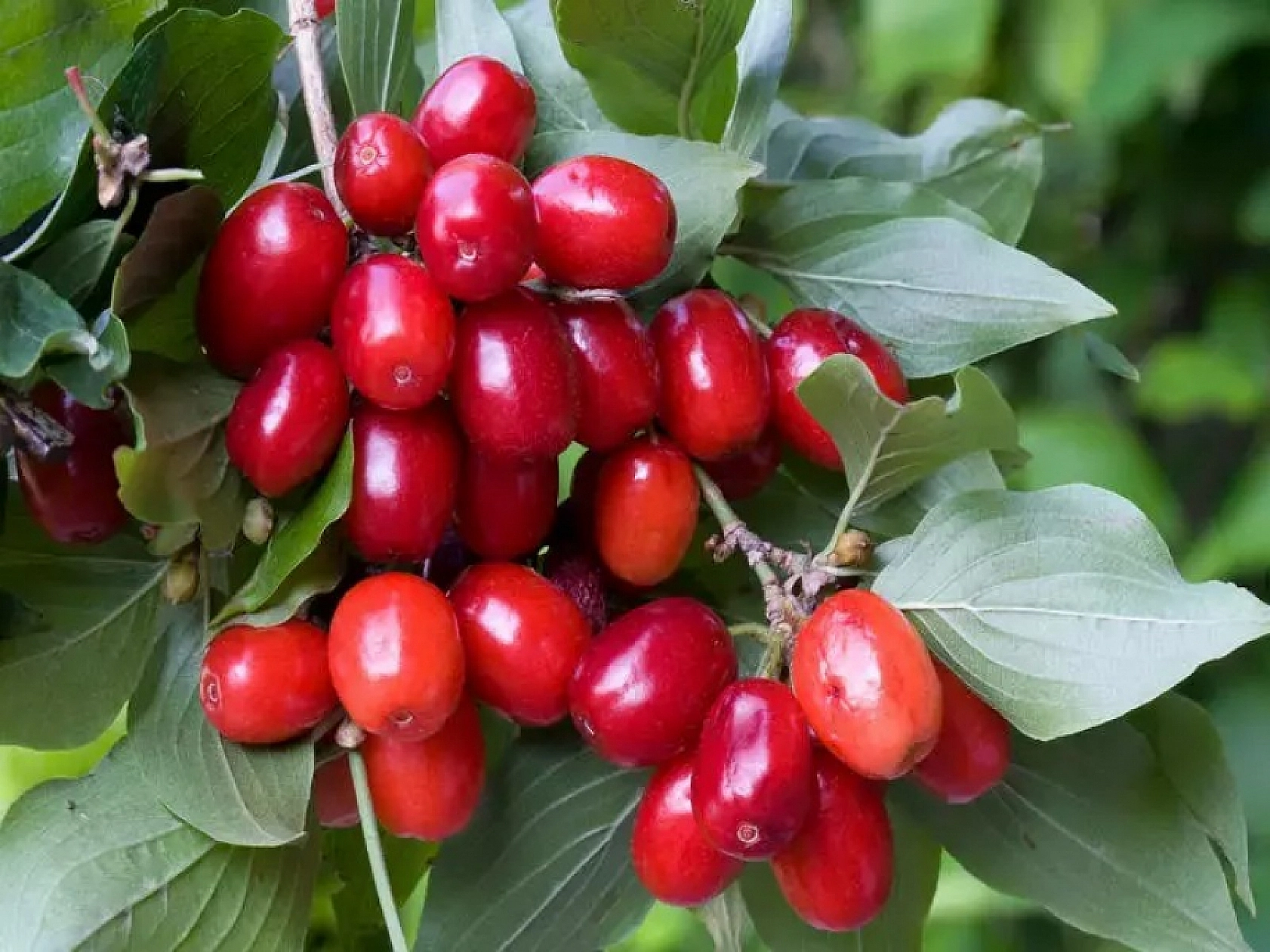 Elazığ'da Kilosu 70 Liradan Satılıyor İçinde Bütün Vitaminleri Bulunduruyor
