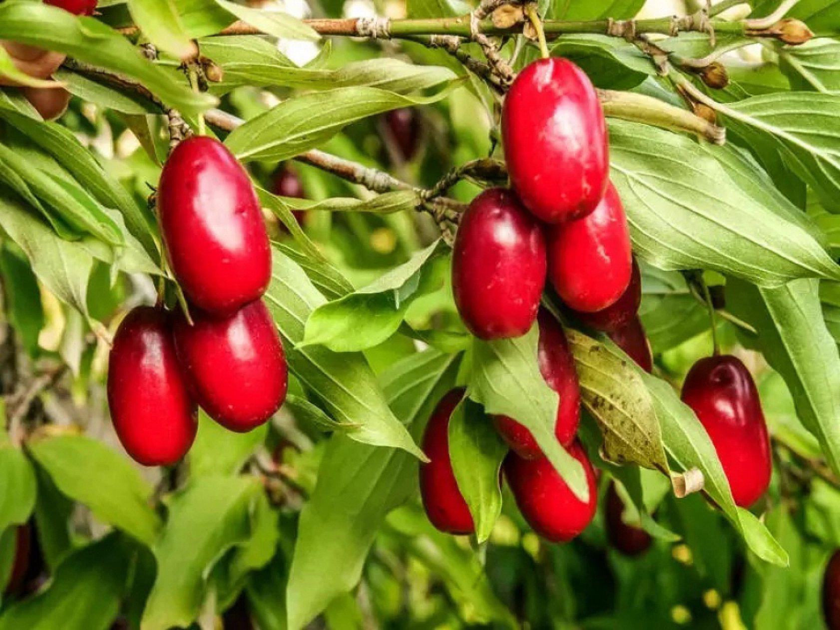 Elazığ'da Kilosu 70 Liradan Satılıyor İçinde Bütün Vitaminleri Bulunduruyor