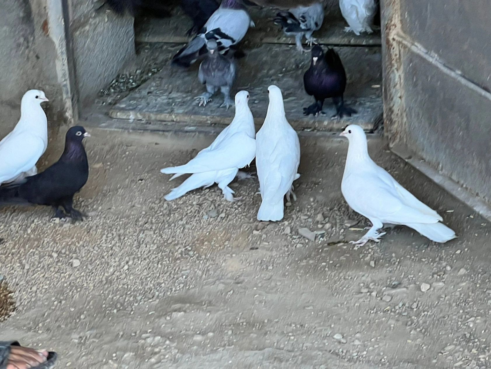 Elazığ'da Onun Sevdası Başka!