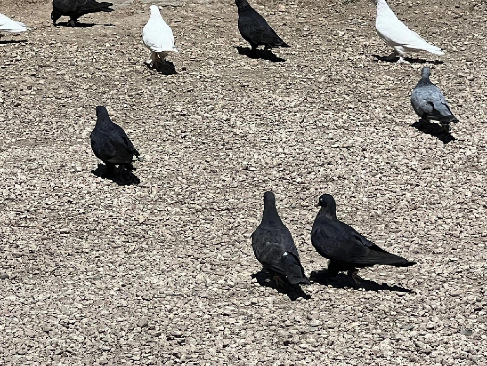 Elazığ'da Onun Sevdası Başka!