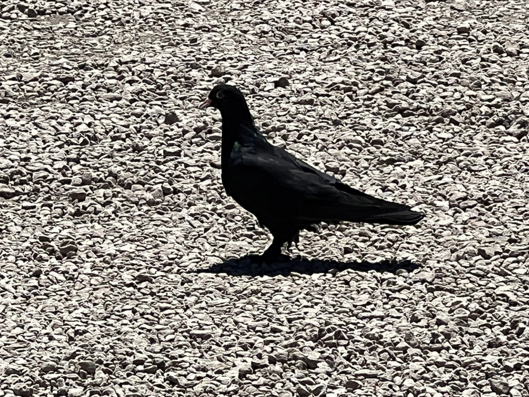 Elazığ'da Onun Sevdası Başka!