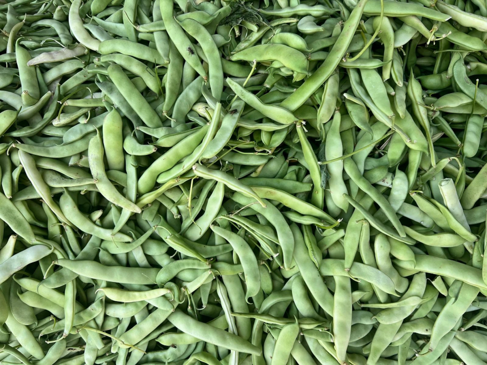 Elazığ'da kilosu 50 liradan 15 liraya düştü vatandaşlar kilolarca aldı